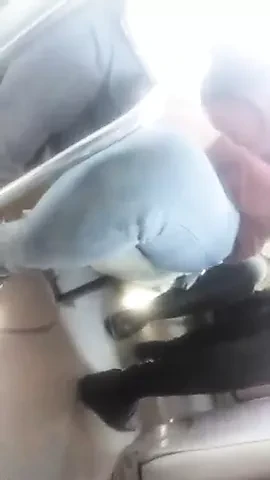 Beautiful sexy body of a Kurdish girl on the bus