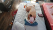 Pregled videozapisa