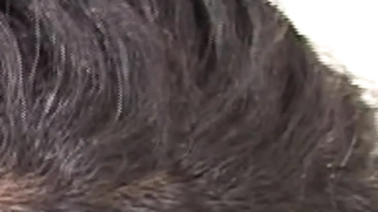 Ghetto Girls POV Vol. 2 — Part 1