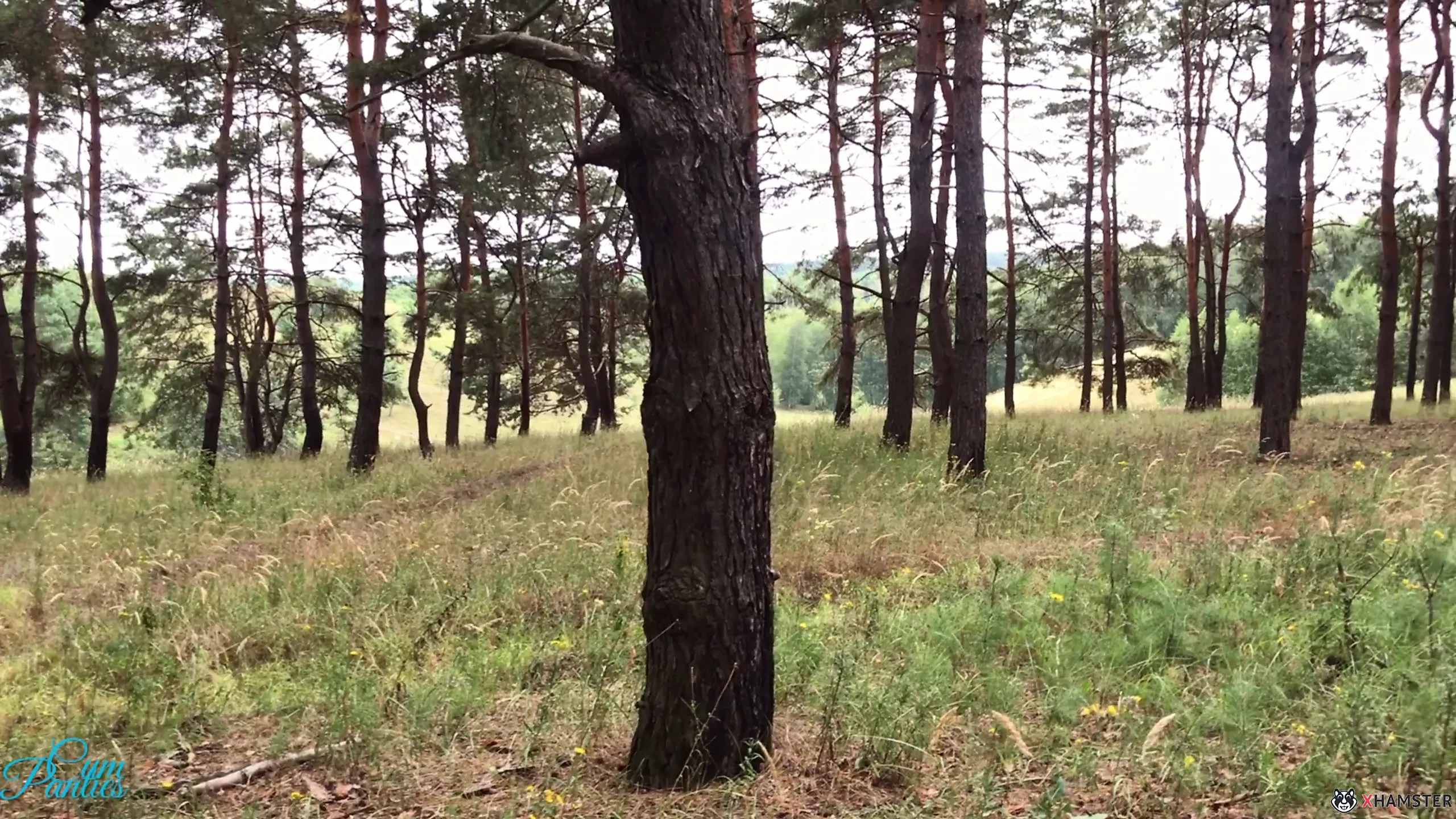 Estranho novamente gozando de calcinha na floresta