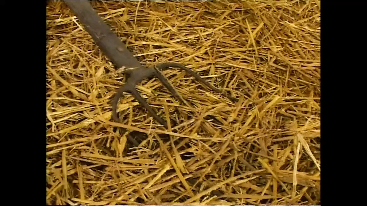 Culi Grossi e Succosi - （完整高清电影未删减版）