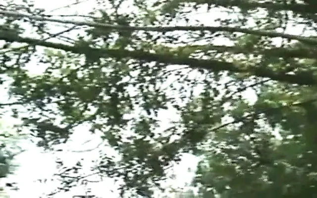 Camp Memories (1986)