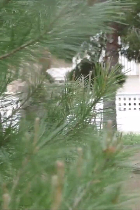 Outdoor outdoor masturbation on my woodland walk