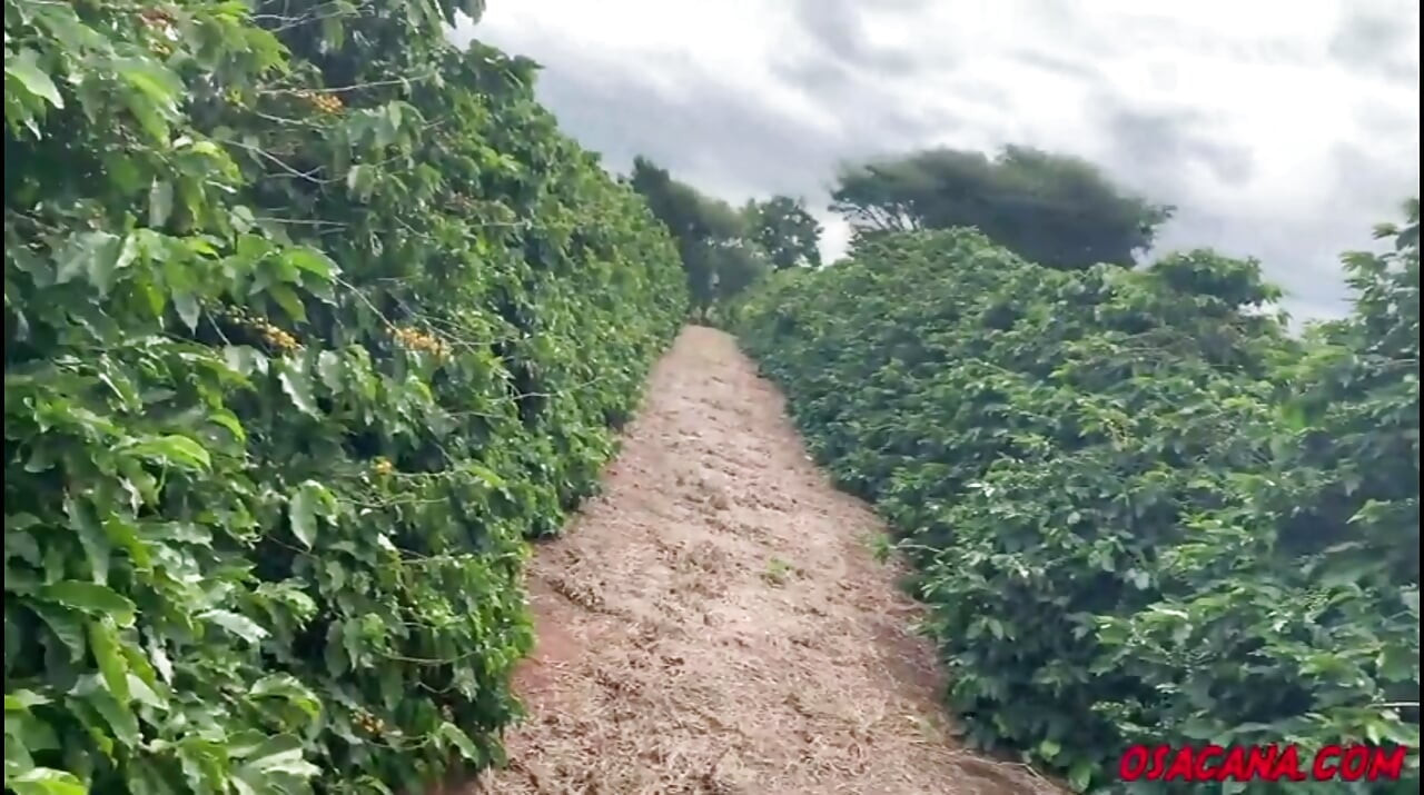 Beautiful Young Girl with Dreads Fucks Inside the Coffee Plantation
