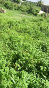 Pratinjau video