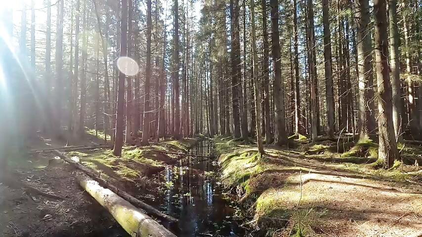 nature 2 video