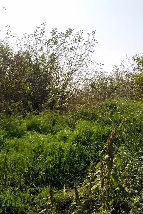 Doggystyle pee