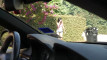 Pregled videozapisa