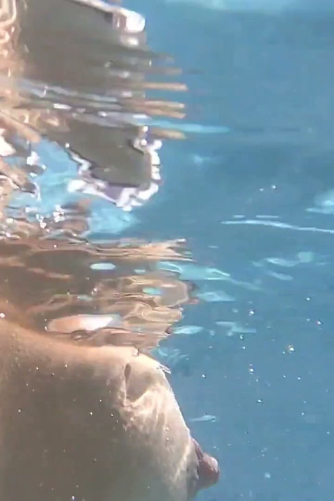 Parte 1 Visitando Minha Amiga pra Fazer Nudez no Pool Dela