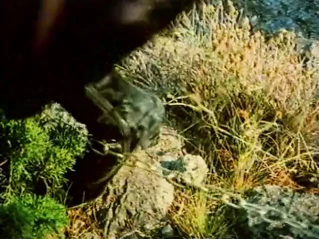 Kesse Kurven und Kanaillen (1980)