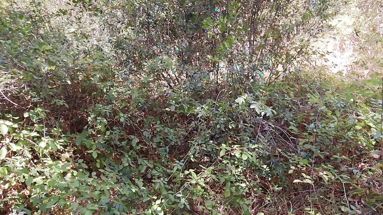 Risky Nature Walk Jerk Off - Got Super Horny and Stroked My Cock Outside