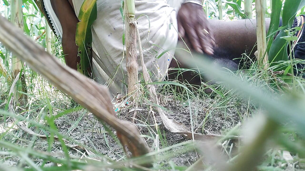 The village boy went to the cornfield and hit him hard