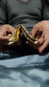 Pregled videozapisa