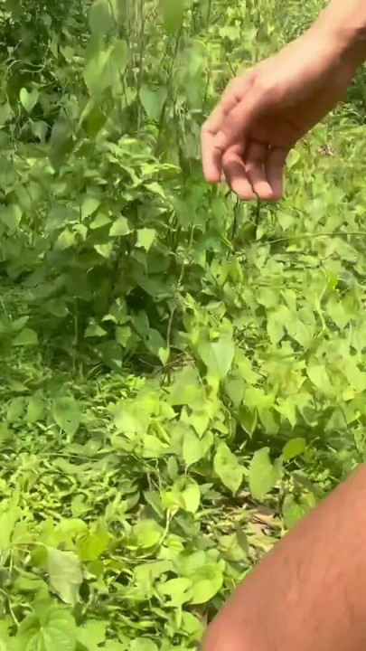 Getting nude in jungle Indian young boy | Clip 2