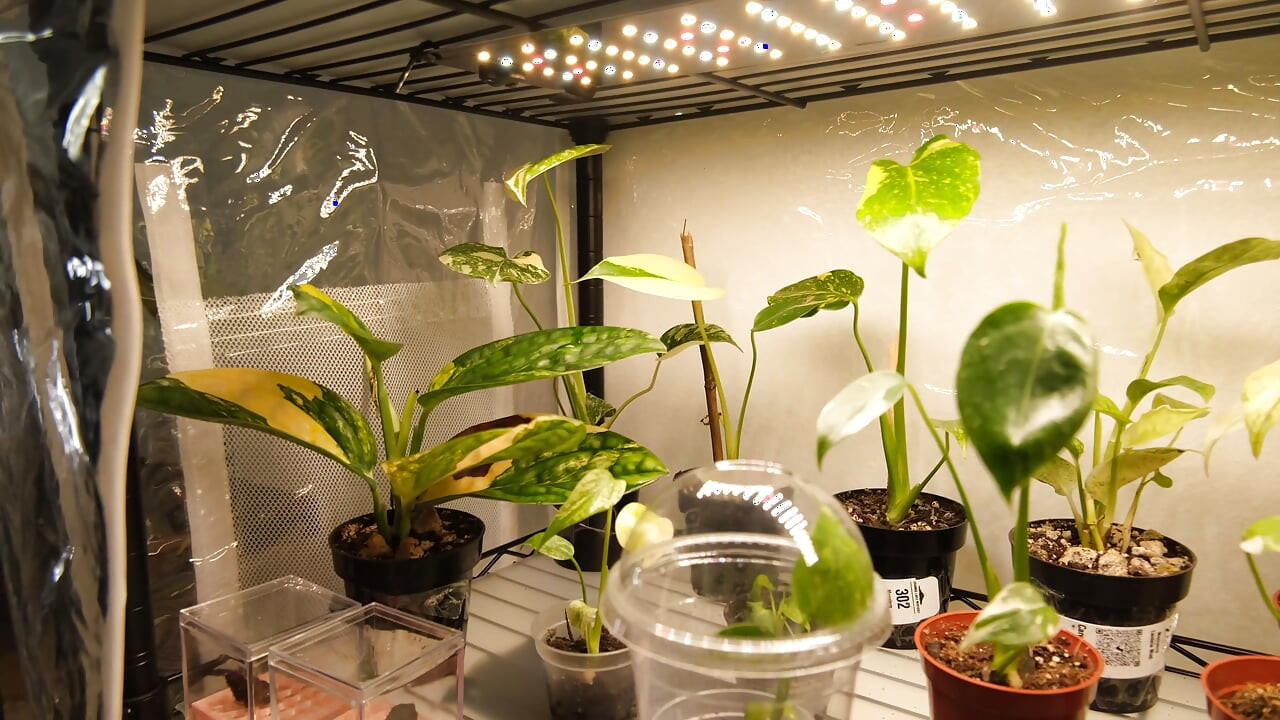 Moving My Plants Indoors