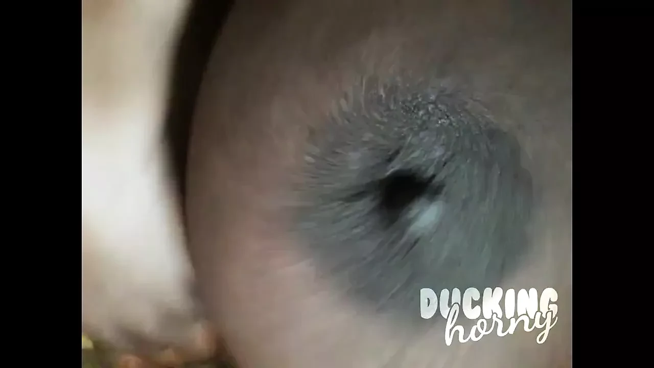 Duckinghorny 2021 - compilação de clipes