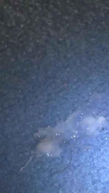 Memorable moment from "Naked Hump Masturbation on a blue Carpet"