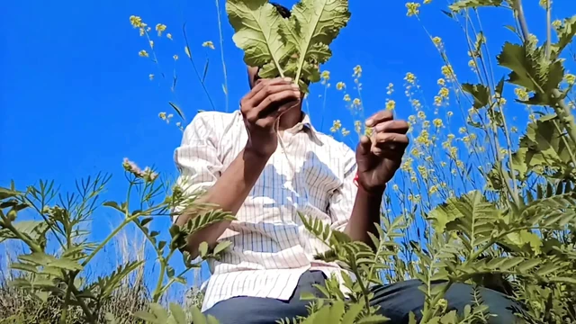 Satyam Video Desi Indian