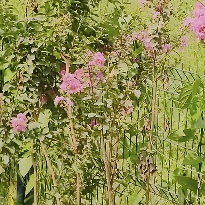 屋外公園のディルドフェラチオ