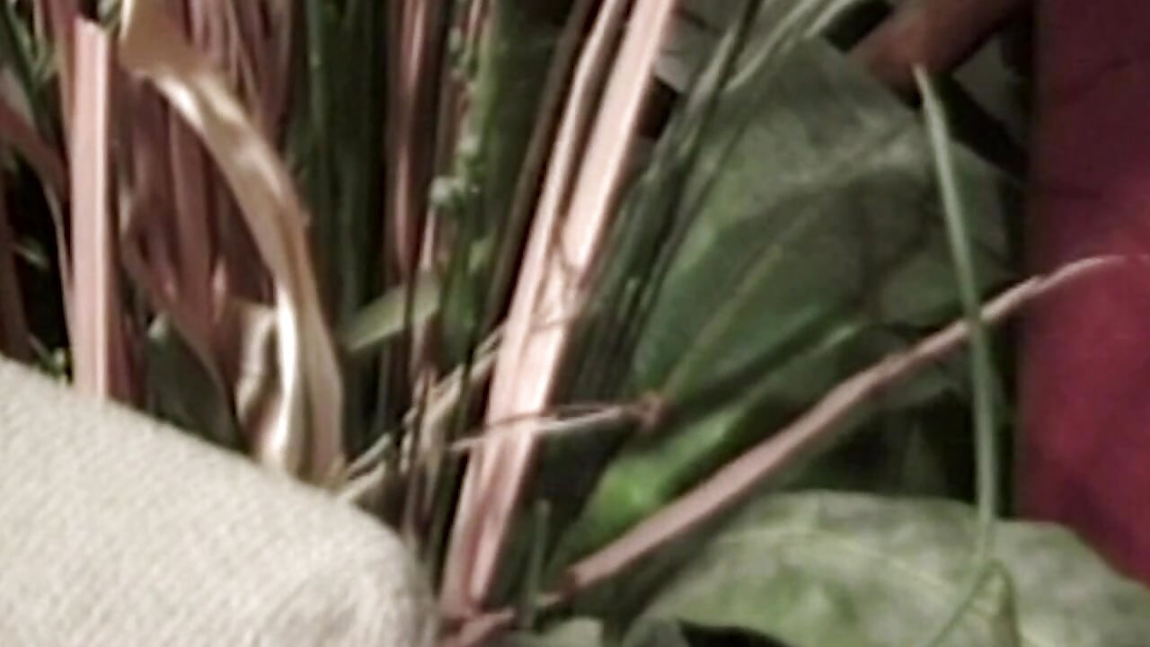 Ritmovi u plavom - Jazzed Desire