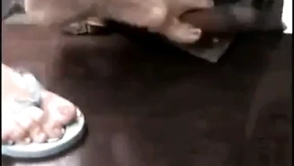 Дрочка ногами