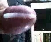 tribute to lovebush 2