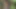 Daddy Getting Fucked in the Forest