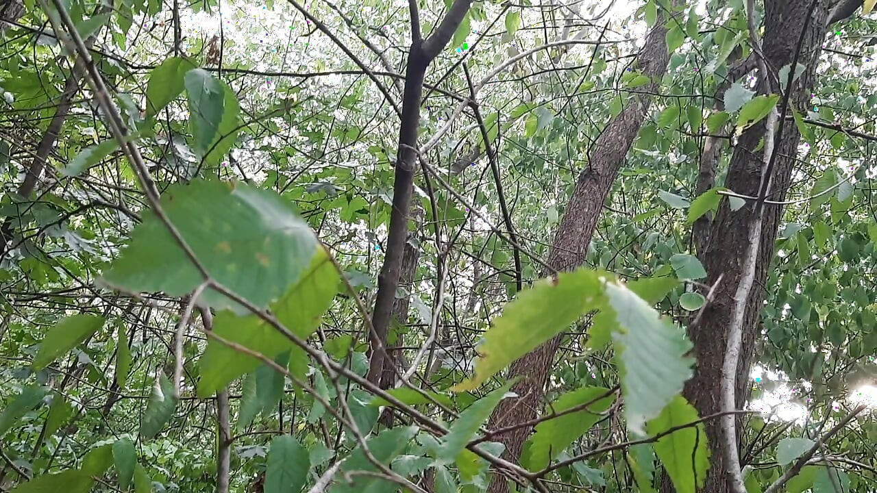 Risky lesbian masturbation in the forest