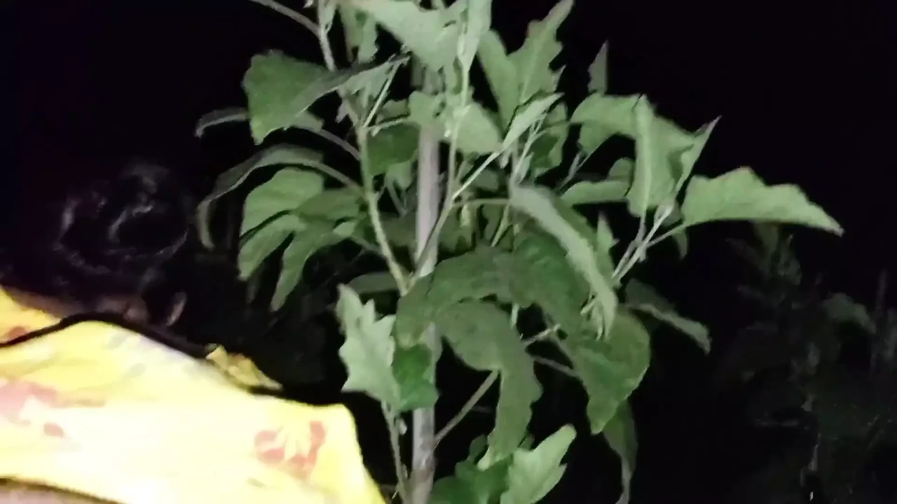 🍆 Outdoor Desi Hot Bhabhi Big sexy ass