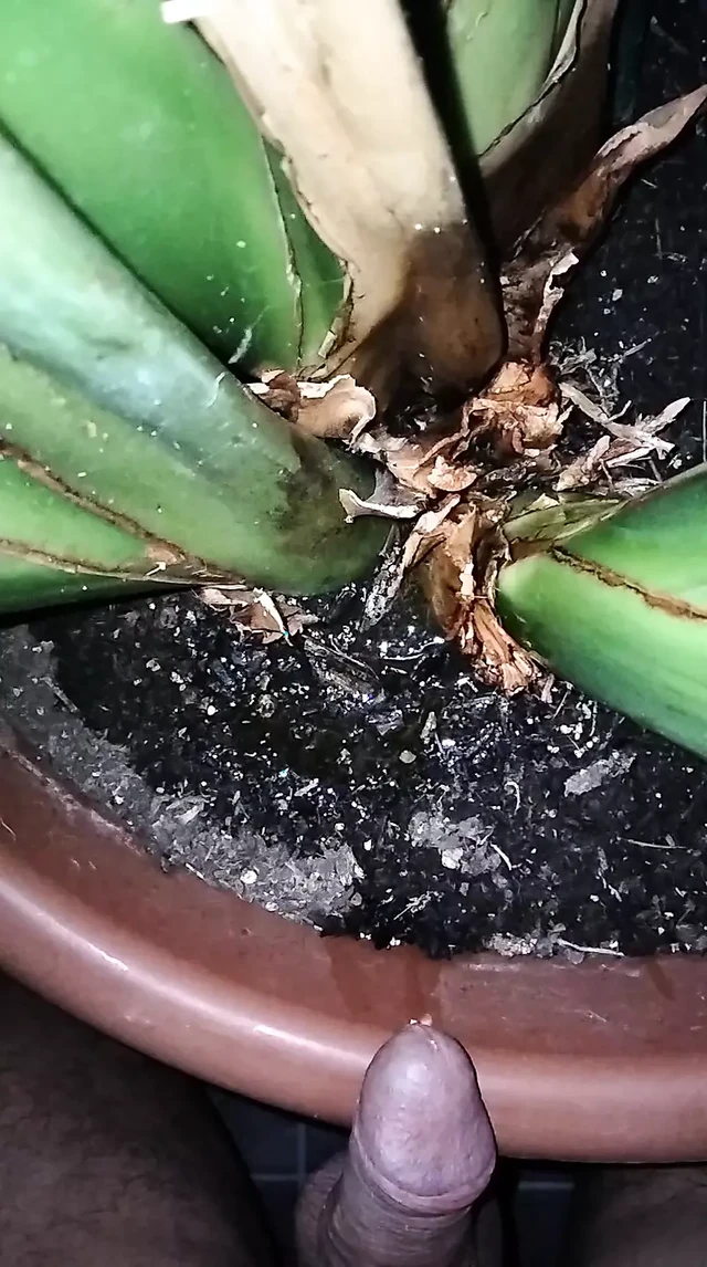 Watering plants