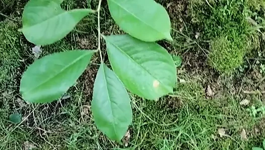 Orman masturbasyon yapmak yaz zamanı