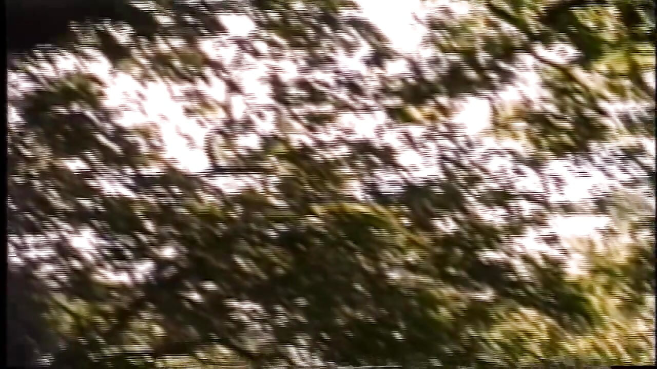 Travesti corazón palpita 2