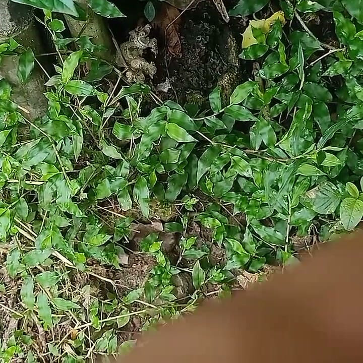 Indian Desi Boy