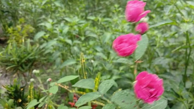 农村热辣男孩和女孩性爱故事孟加拉语