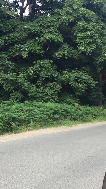 Key moment from "Crossdresser Tranny Outdoors Pissing Compilation 1"