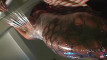 Pregled videozapisa