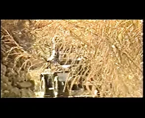 La historia de marilyn 1 (1986)