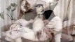 Anteprima video