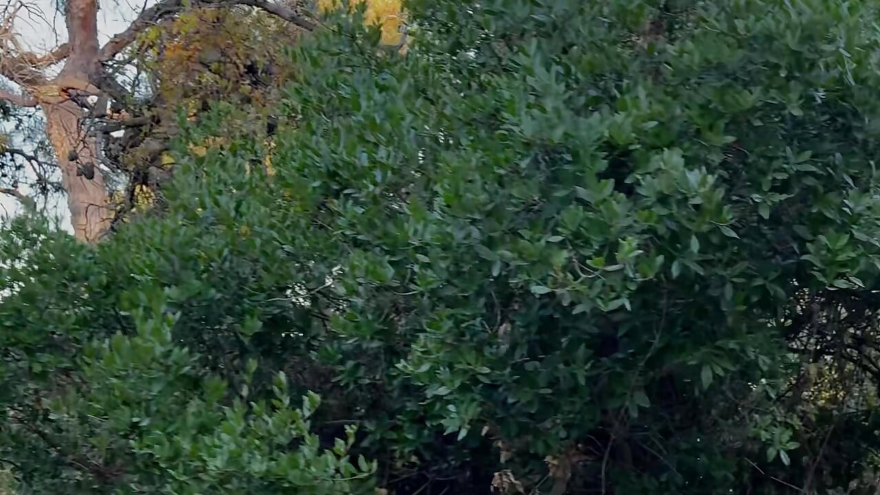 Part 1 A guy with a big cock in the forest filled my mouth with cum in the forest and then fucked in the ass