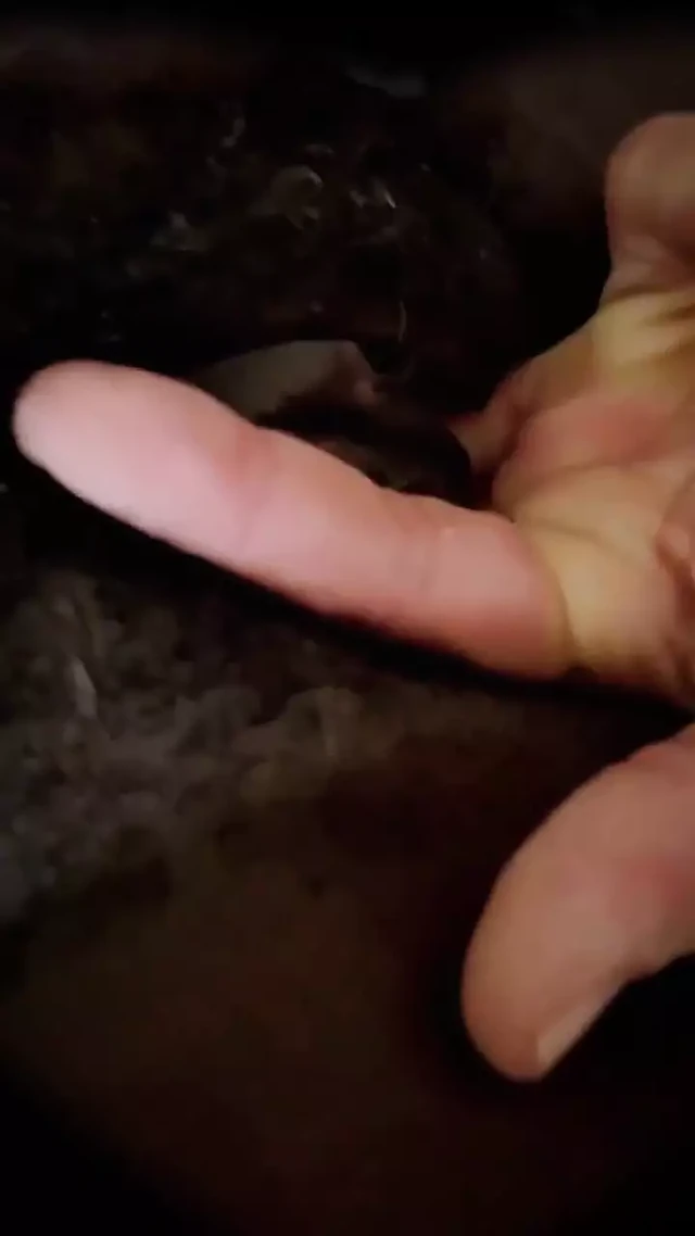 Playing with Pussy Late Night