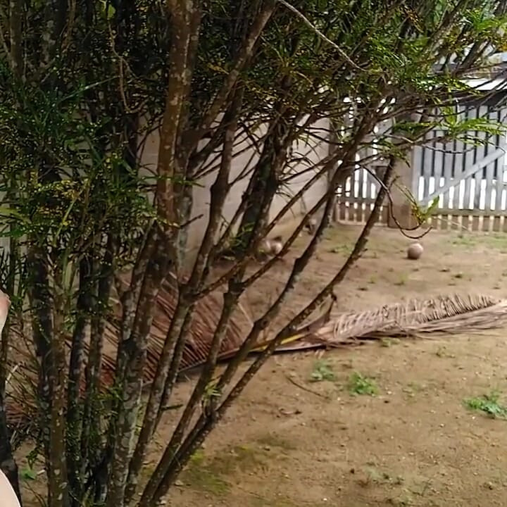 Naked Wife in Front of a Stranger