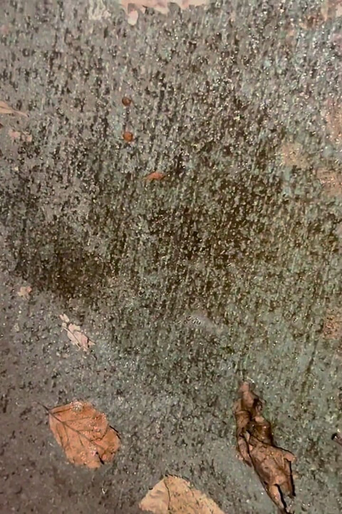 Pee Compilation: up Close & Outdoors