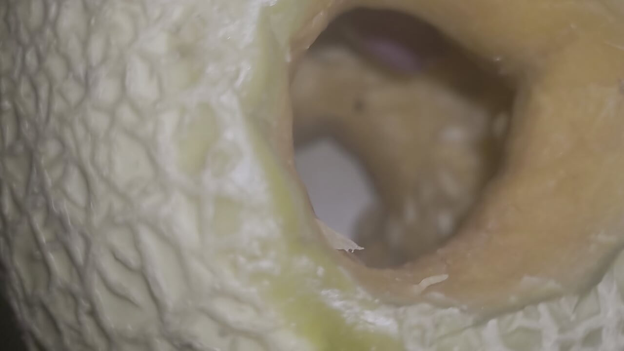 Melon fuck
