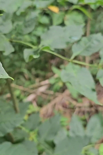 Risky Outdoor Jerk off - Almost Caught & Huge Cumshot in the Woods