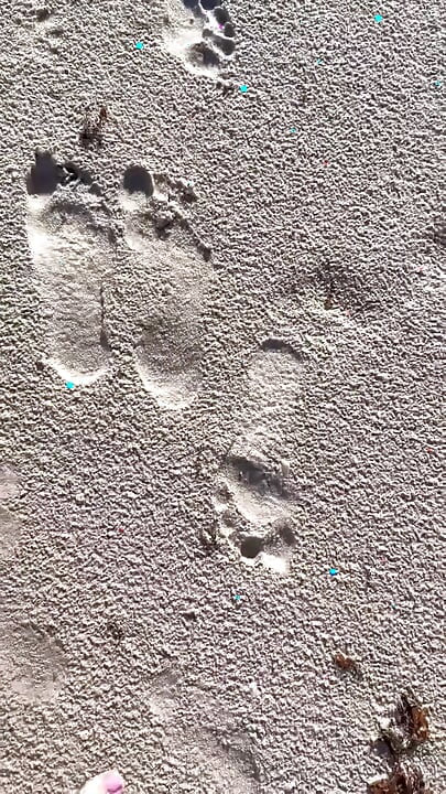 Vergleich der Größe 16 Fuß zu Sandabdrucken am Strand