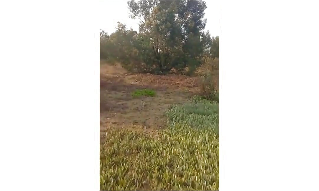 Was Trying to Find a Right Spot in the Forest to Wet and Stroke My Bcc Outdoors