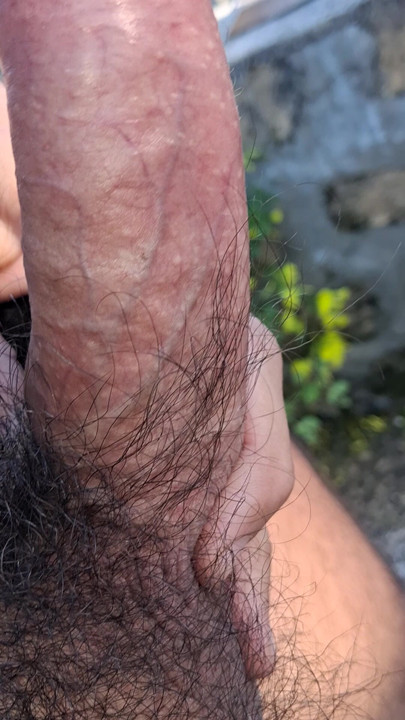 Hard cock in close-up