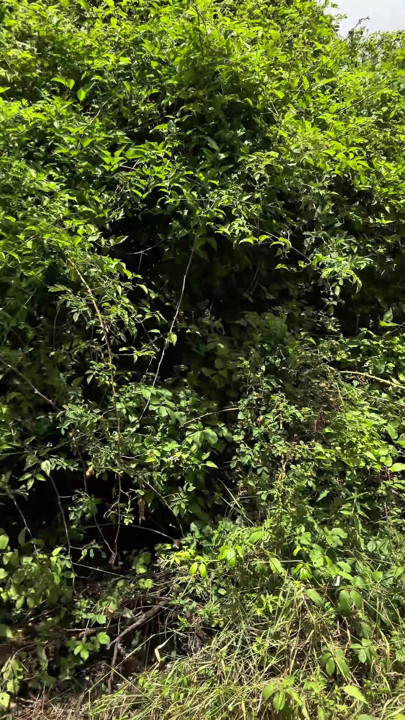 Stop in the woods | Clip 2