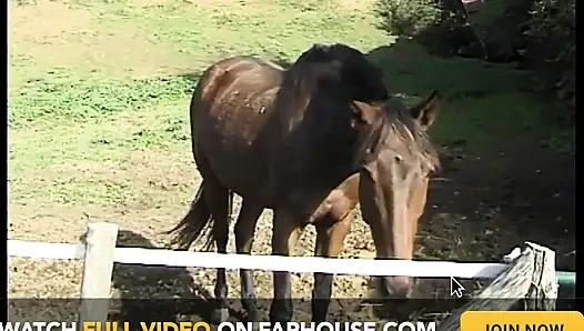 Анальные желания шлюшки в течке