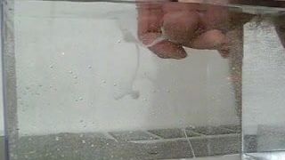 Spermă în apă, într-un recipient ca un acvariu mic - 06